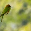 Emerald Perch - Fine Art Photography Print, Limited Edition Photography, Luxury Photography Art, Museum-Quality Photography, Emerald Perch