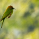 Emerald Perch - Fine Art Photography Print, Limited Edition Photography, Luxury Photography Art, Museum-Quality Photography, Emerald Perch