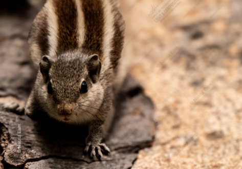 Striped Sentinel - Fine Art Photography Print, Limited Edition Photography, Wildlife Photography Print, Giclée Print, Art Photography for Sale