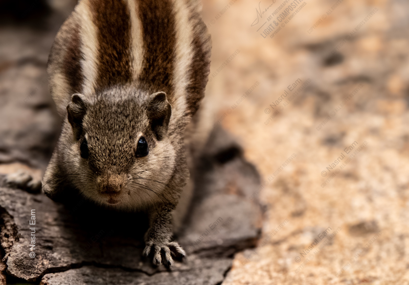 Striped Sentinel - Fine Art Photography Print, Limited Edition Photography, Wildlife Photography Print, Giclée Print, Art Photography for Sale