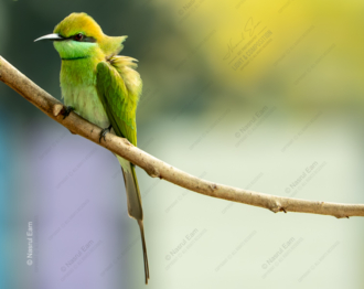 Emerald Plumage of the Green Bee-eater - Fine Art Photography Print, Limited Edition Photography, Giclée Print, Wildlife Photography, Nature Photography