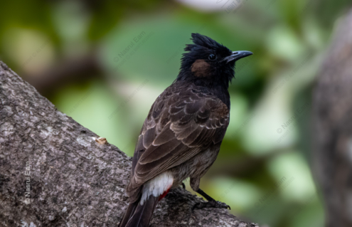 Red-Vented Bulbul on a Branch - Fine Art Photography Print, Limited Edition Print, Giclée Print, Nature Photography, Bird Photography