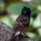 nasrul eam 20250404 Birds L25 3484