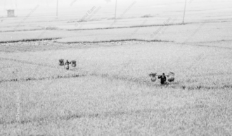 Harvesters in the Rice Paddies
