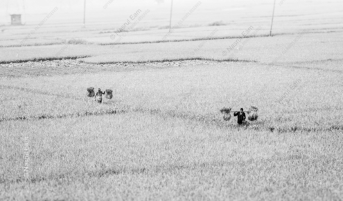 Harvesters in the Rice Paddies - Fine Art Photography Prints, Limited Edition Photography, Giclée Prints, Fine Art Photography,  Art Photography Investment