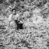 Amidst a Field of Leafy Plants - Fine Art Photography Print, Limited Edition Photography, Museum-Quality Artwork,  Art Photography for Sale,  Contemporary Art Photography
