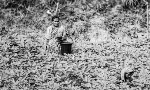 Amidst a Field of Leafy Plants - Fine Art Photography Print, Limited Edition Photography, Museum-Quality Artwork,  Art Photography for Sale,  Contemporary Art Photography