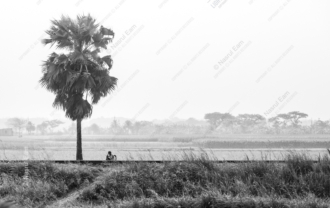 Solitary Figure Beneath the Palm