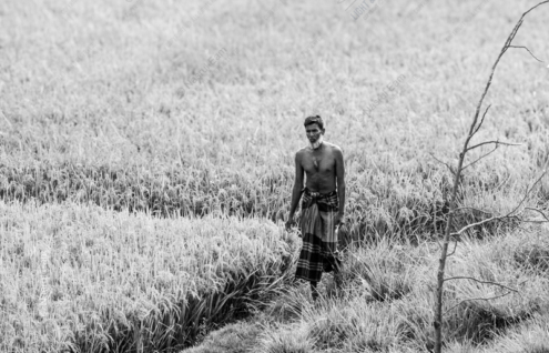 Rice Farmer - Fine Art Photography Print, Limited Edition Photography, Monochrome Photography,  Art Photography Print,  Nasrul Eam