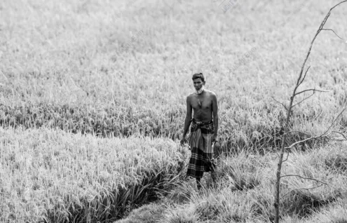 Rice Farmer - Fine Art Photography Print, Limited Edition Photography, Monochrome Photography,  Art Photography Print,  Nasrul Eam