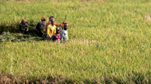 Harvest in the Emerald Fields - Fine Art Photography Prints, Limited Edition Photography, Giclée Print,  Art Photography for Sale, Harvest Photography