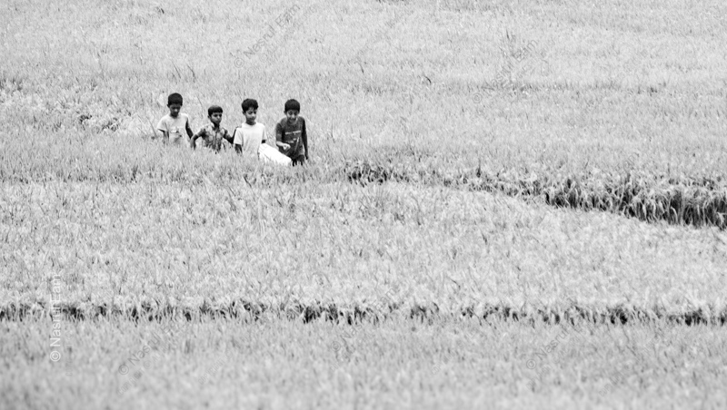 Boys in the Whispering Fields
