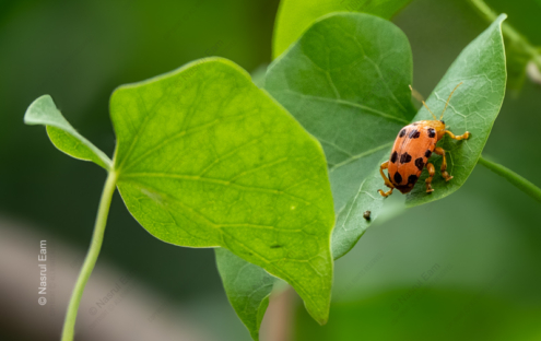 Auburn Wanderer on Emerald Leaf - Fine Art Photography, Nature Photography Prints, Limited Edition Prints, Giclée Print, Luxury Photography Art