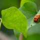 Auburn Wanderer on Emerald Leaf - Fine Art Photography, Nature Photography Prints, Limited Edition Prints, Giclée Print, Luxury Photography Art