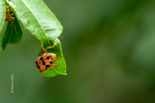 Golden Tortoise Beetle on Emerald Leaf - Fine Art Photography, Nature Photography, Macro Photography, Limited Edition Prints, Art Photography Prints