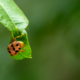 Golden Tortoise Beetle on Emerald Leaf - Fine Art Photography, Nature Photography, Macro Photography, Limited Edition Prints, Art Photography Prints