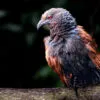 Crimson Sentinel - Fine Art Photography Print, Limited Edition Photography, Giclée Print, Bird Photography, Art Photography for Sale