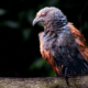 Crimson Sentinel - Fine Art Photography Print, Limited Edition Photography, Giclée Print, Bird Photography, Art Photography for Sale