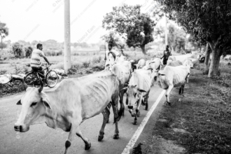 Cattle Drive - Fine Art Photography Print, Limited Edition Photography, Monochrome Photography, Cattle Drive, Art Photography for Sale