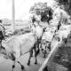 Cattle Drive - Fine Art Photography Print, Limited Edition Photography, Monochrome Photography, Cattle Drive,  Art Photography for Sale