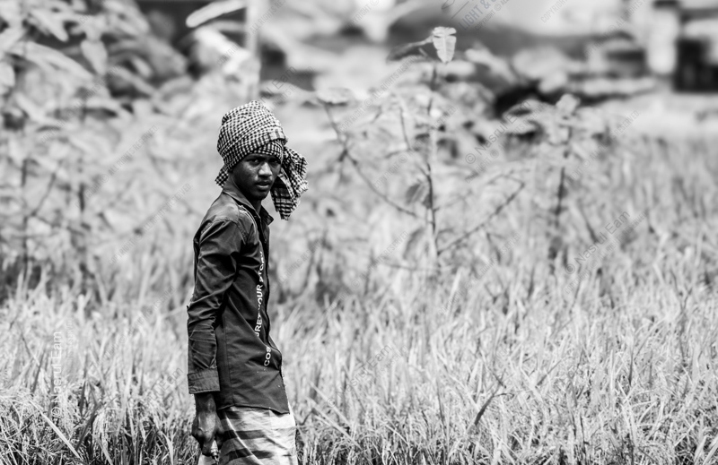 Guardian of the Rice Paddies - Fine Art Photography Print, Limited Edition Photography, Monochrome Photography, Art Photography Print, Museum-Quality Print
