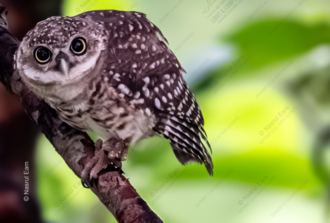 The Watchful Owlet on the Bough