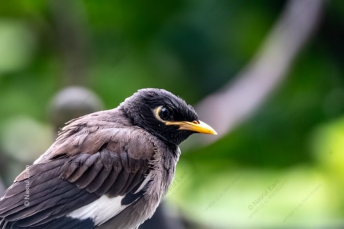 The Watchful Myna Amidst the Green - Fine Art Photography Print, Limited Edition Photography, Giclée Print, Wildlife Photography, Art Photography Investment