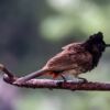 Red-Vented Bulbul on a Weathered Branch - Fine Art Photography Print, Limited Edition Photography, Giclée Print, Wildlife Photography, Art Photography for Sale
