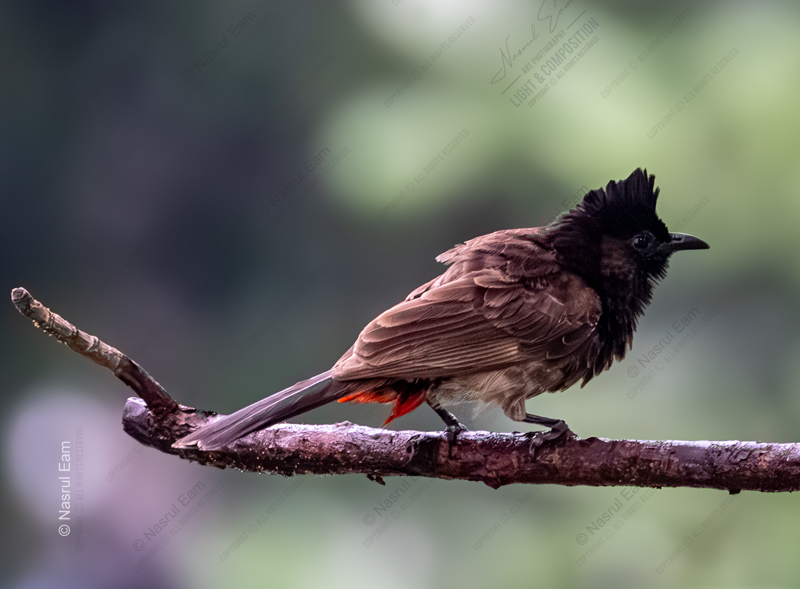 Red-Vented Bulbul on a Weathered Branch