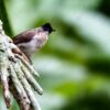 Sooty-Capped Bird on a Weathered Branch - Fine Art Photography Print, Limited Edition Photography, Giclée Print, Wildlife Photography, Nature Photography