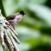Sooty-Capped Bird on a Weathered Branch - Fine Art Photography Print, Limited Edition Photography, Giclée Print, Wildlife Photography, Nature Photography