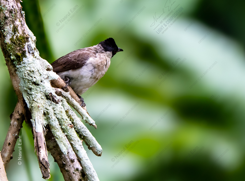 Sooty-Capped Bird on a Weathered Branch - Fine Art Photography Print, Limited Edition Photography, Giclée Print, Wildlife Photography, Nature Photography