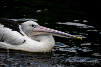 The White Pelican in Repose - Fine Art Photography Print, Limited Edition Photography, Wildlife Photography Art, Luxury Photography Art, Pelican Photography