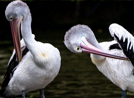 Two Pelicans in a Quiet Ritual - Fine Art Photography Print, Limited Edition Photography, Giclée Print, Wildlife Photography,  Luxury Photography Art
