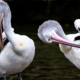 Two Pelicans in a Quiet Ritual - Fine Art Photography Print, Limited Edition Photography, Giclée Print, Wildlife Photography,  Luxury Photography Art