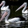 Three Pelicans on Dark Water - Fine Art Photography Print, Limited Edition Photography, Museum-Quality Photography,  Art Photography Print,  Luxury Photography Art