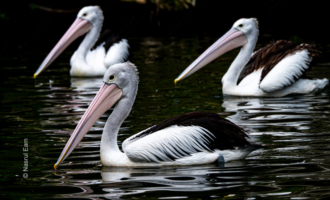Three Pelicans on Dark Water - Fine Art Photography Print, Limited Edition Photography, Museum-Quality Photography, Art Photography Print, Luxury Photography Art
