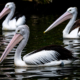 Three Pelicans on Dark Water - Fine Art Photography Print, Limited Edition Photography, Museum-Quality Photography,  Art Photography Print,  Luxury Photography Art