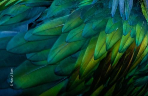 Emerald Cascade