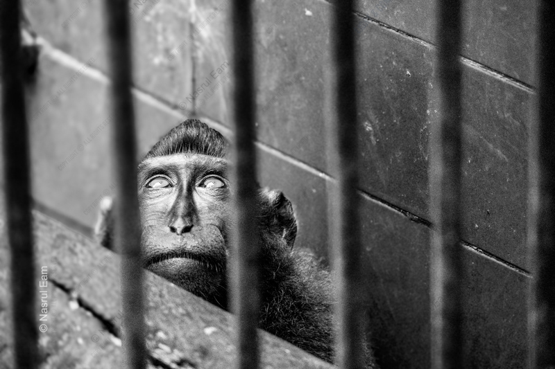 The Captive Primate's Gaze - Fine Art Photography Print, Limited Edition Photography, Black and White Photography, Documentary Photography, Primate Photography