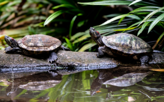 Two Turtles at Rest on a Log - Fine Art Photography Print, Limited Edition Print, Nature Photography, Wildlife Photography, Giclée Print
