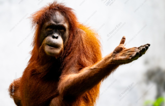 An Open Hand, A Silent Question - Fine Art Photography Print, Limited Edition Photography, Orangutan Photography, Wildlife Photography, Giclée Print