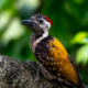 The Golden Woodpecker on a Forest Bough