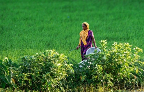 Woman with a Silver Bowl in the Green Field