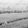 Two Figures in a Silver Field