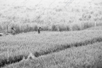 Two Figures in a Silver Field