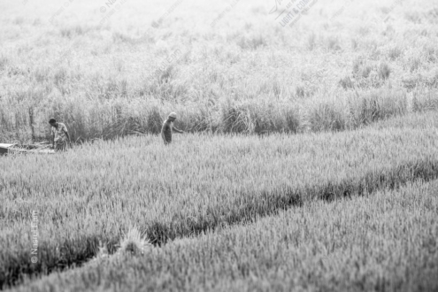 Two Figures in a Silver Field