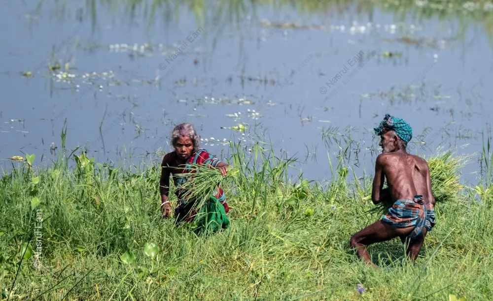 Harvesters at the Water's Edge