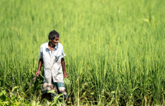 A Farmer with a Sickle in the Rice Field