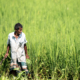 A Farmer with a Sickle in the Rice Field nasrul eam 20251014 Dhaka Rajshahi Tour 12 14 EN1 2944